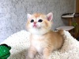 A Kalite Safkan Bri̇ti̇sh Shorthai̇r Golden  Yavrular