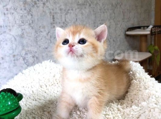 A Kalite Safkan Bri̇ti̇sh Shorthai̇r Golden  Yavrular görsel