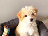 MALTİPO CİNSİ 