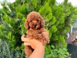 Toypoddle Bebeklerimiz