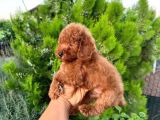 Toypoddle Bebeklerimiz