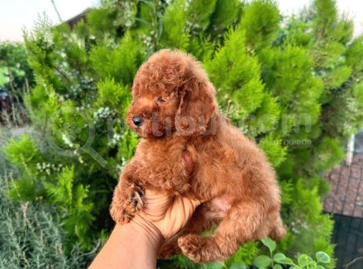 Toypoddle Bebeklerimiz görsel