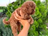 Toypoddle Bebeklerimiz