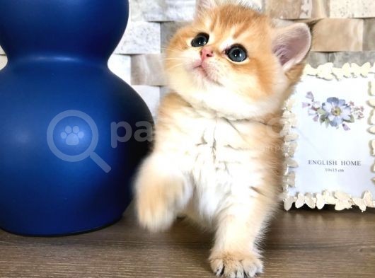 A Kalite Safkan Bri̇ti̇sh Shorthai̇r Golden  Yavrular