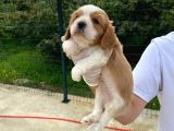 Cavalier dişi erkek bebek