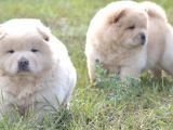 Show kalitede çin aslanı chow chow yavrusu