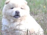 Show Kalitede Çin Aslanı Chow Chow Yavrusu