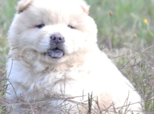 Show Kalitede Çin Aslanı Chow Chow Yavrusu görsel