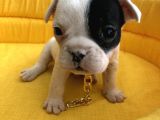 Bebek Yüz Kuyruksuz French Bulldoglar