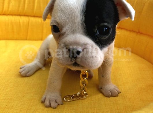 Bebek Yüz Kuyruksuz French Bulldoglar görsel