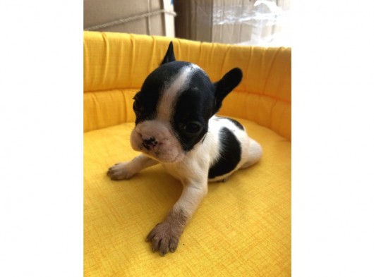 Bebek Yüz Kuyruksuz French Bulldoglar görsel