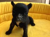 Bebek Yüz Kuyruksuz French Bulldoglar