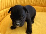 Bebek Yüz Kuyruksuz French Bulldoglar