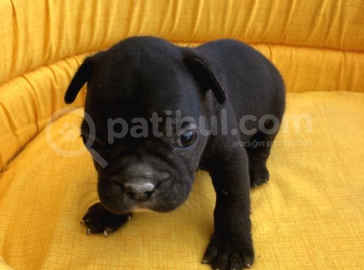 Bebek Yüz Kuyruksuz French Bulldoglar görsel