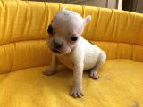 Bebek Yüz Kuyruksuz French Bulldoglar