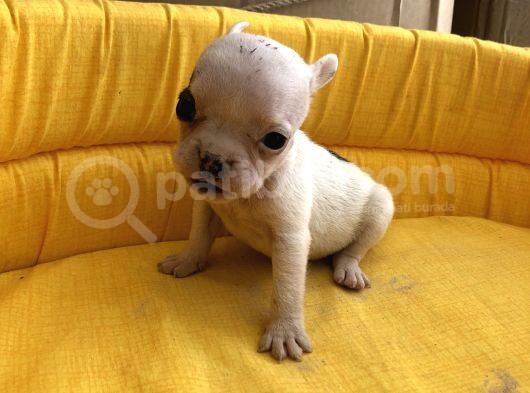 Bebek Yüz Kuyruksuz French Bulldoglar görsel