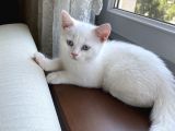 British shorthair erkek