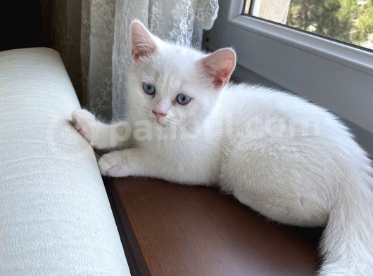 British Shorthair Erkek