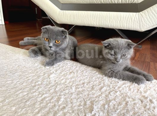 Scottish Fold Dişi görsel