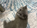 Scottish Fold Dişi