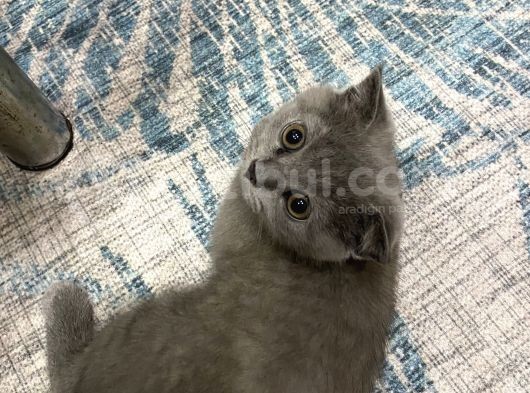 Scottish Fold Dişi görsel