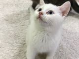 British Shorthair Erkek