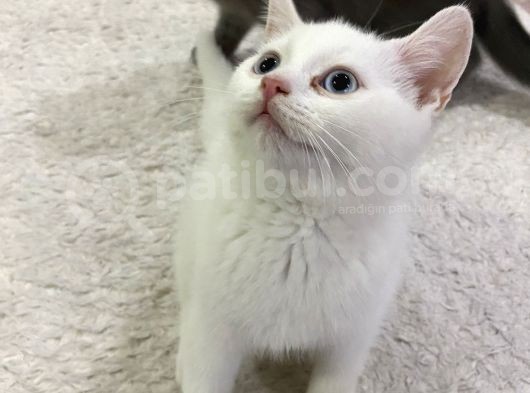 British Shorthair Erkek görsel