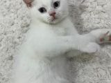 British Shorthair Erkek