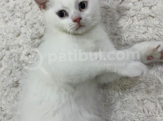 British Shorthair Erkek görsel
