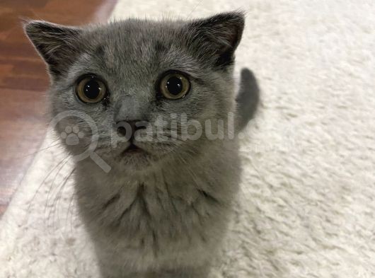 Scottish Fold Dişi görsel