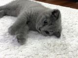 Scottish fold dişi