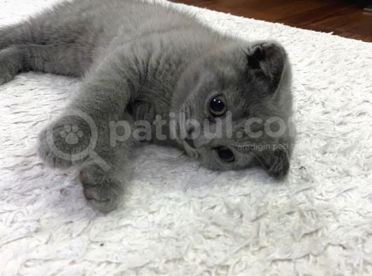 Scottish Fold Dişi