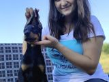 Doberman Yavrular Bursa Köpek Okulu