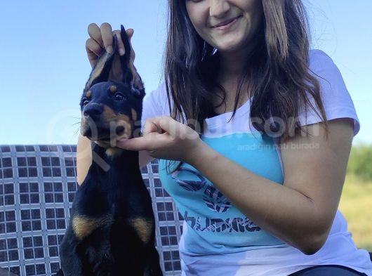 Doberman Yavrular Bursa Köpek Okulu görsel