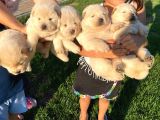 Chow Chow Yavrularimiz
