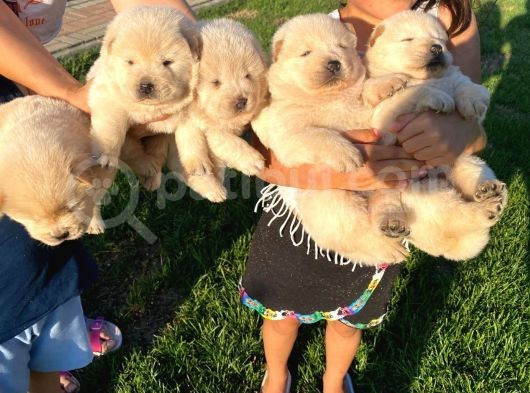 Chow Chow Yavrularimiz görsel