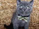 Uyguna Ayı Surat Erkek British Shorthair 
