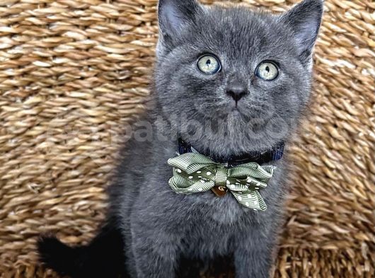 Uyguna Ayı Surat Erkek British Shorthair  görsel