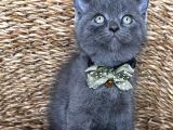 Uyguna Ayı Surat Erkek British Shorthair 
