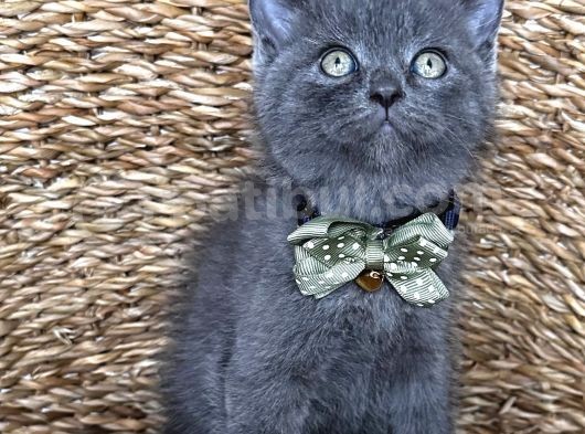 Uyguna Ayı Surat Erkek British Shorthair  görsel