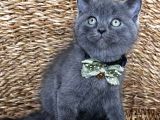 Uyguna Ayı Surat Erkek British Shorthair 