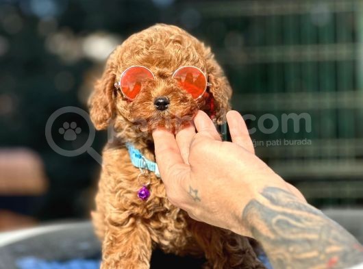 Farklı Renk Tonlarda Toy Poodle Yavrularımız