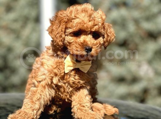 Orjinal Toy Poodle Yavrular görsel