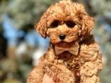 Orjinal Toy Poodle yavrular
