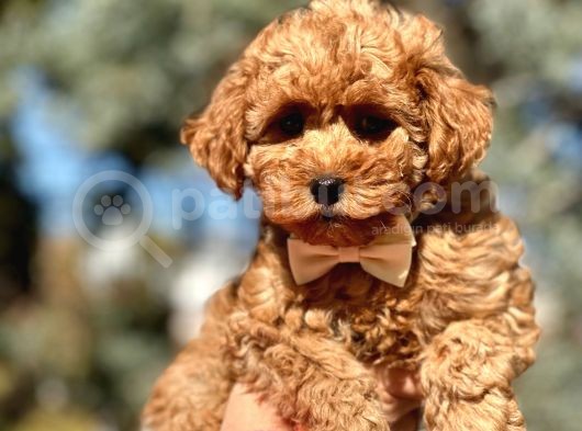 Orjinal Toy Poodle Yavrular