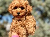 Orjinal Toy Poodle Yavrular