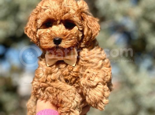 Orjinal Toy Poodle Yavrular görsel