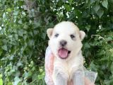 Maviş Gözlü Maskeli Yavru Si̇bi̇rya-Husky