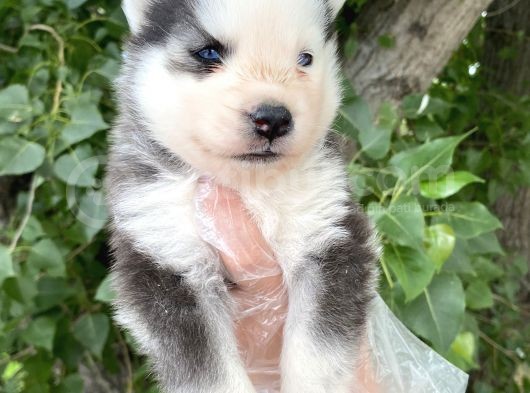 Maviş Gözlü Maskeli Yavru Si̇bi̇rya-Husky görsel
