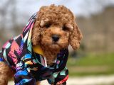 Birbirinden Güzel Toy Poodle Yavrular